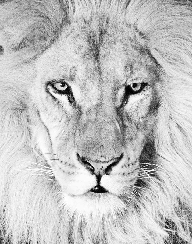 lion